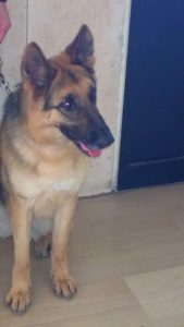 Chieti - Sissy, il cane antidroga in forza al Nucleo Cinofili del Comando Legione Carabinieri Abruzzo
