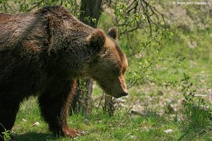 orso bruno marsicano orsi pietro guida (5)