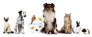 animali