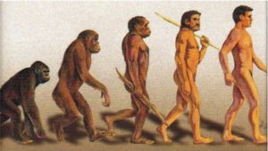 evoluzione uomo Darwin