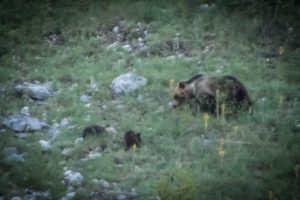 mamma orso orso due cuccioli