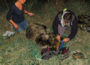 Orso