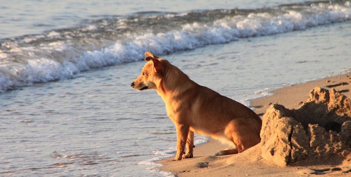 A Giulianova Arriva Laperiwild Al Via La Raccolta Fondi